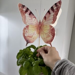 Papillon